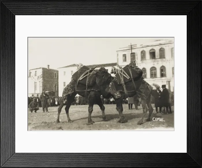 Framed Print : Izmir, Turkey - A Camel fight Framed Print : Izmir, Turkey - A Camel fight