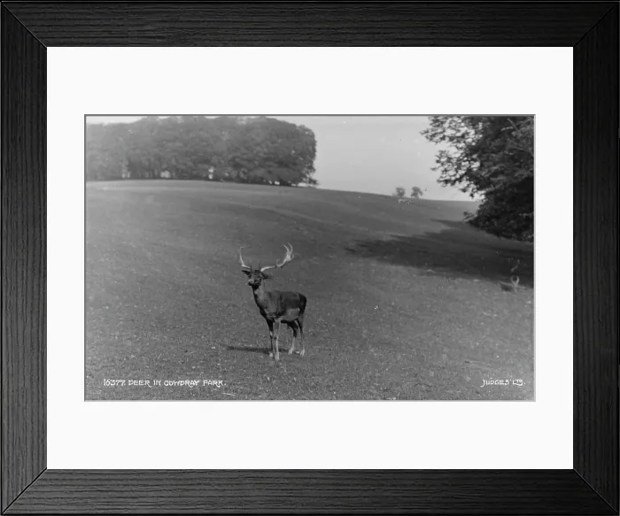 Framed Print : Deer in Coydray Park Framed Print : Deer in Coydray Park