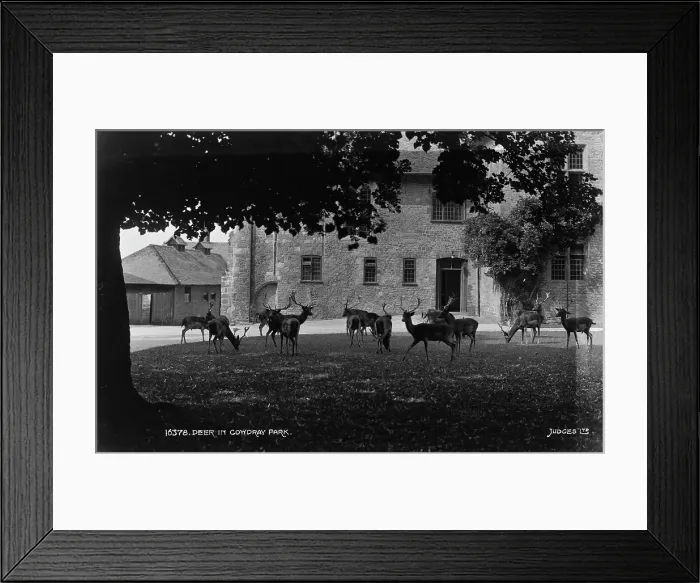 Framed Print : Deer in Comydray Park Framed Print : Deer in Comydray Park