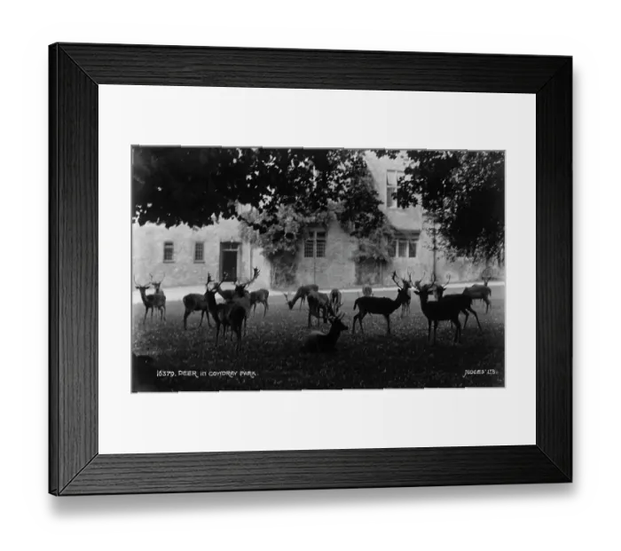Framed Print : Deer in Comydray Park Framed Print : Deer in Comydray Park