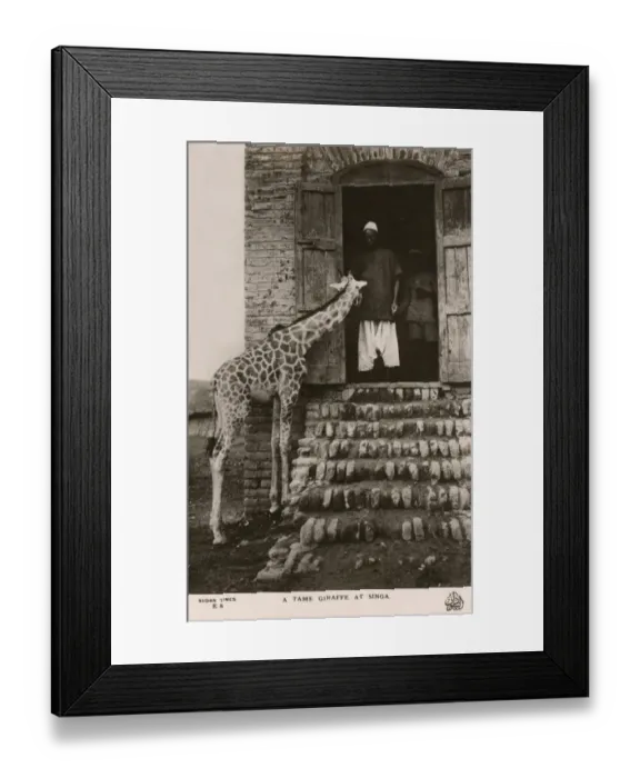 Framed Print : Singa, Sudan - A Tame Giraffe Framed Print : Singa, Sudan - A Tame Giraffe