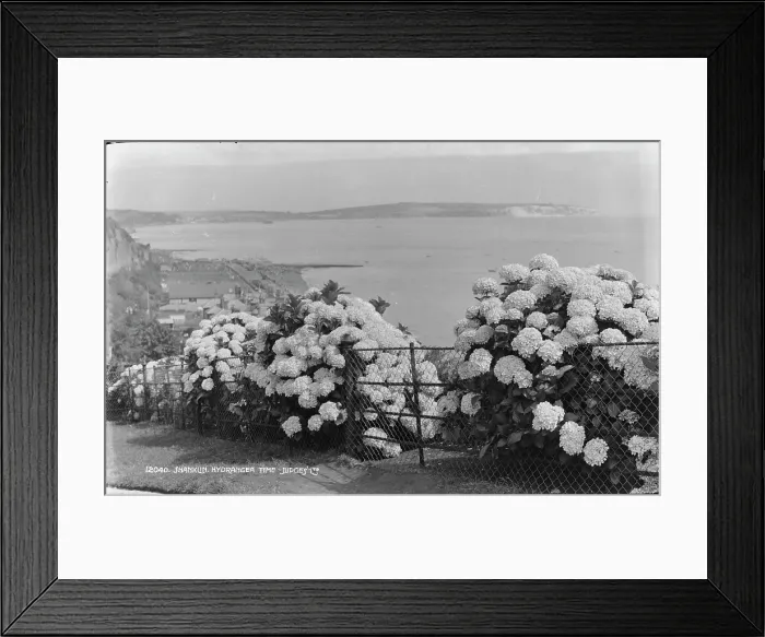 Framed Print : Shanklin Hydrangeas by the Sea
