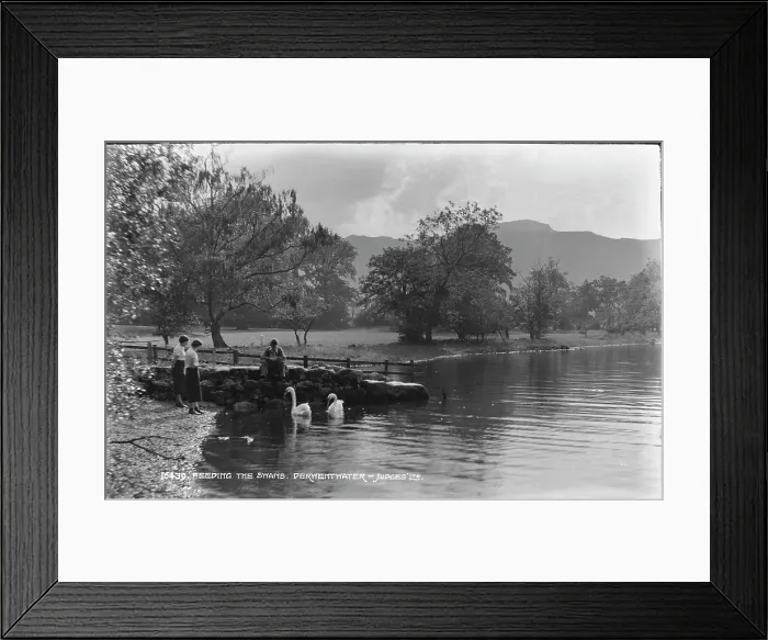 Framed Print : Feeding the Swans Framed Print : Feeding the Swans