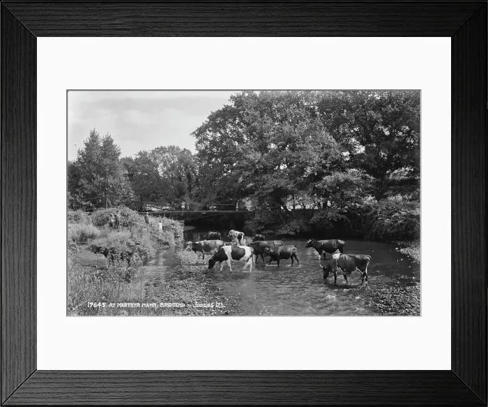 Framed Print : Cows at Merthyr Mayr, Bridgend Framed Print : Cows at Merthyr Mayr, Bridgend