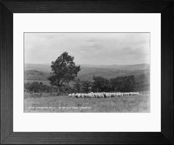 Framed Print : Sheep Grazing by the Golf Links Framed Print : Sheep Grazing by the Golf Links