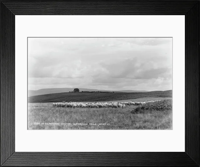 Framed Print : Sheep Grazing on Dolberthog Common Framed Print : Sheep Grazing on Dolberthog Common