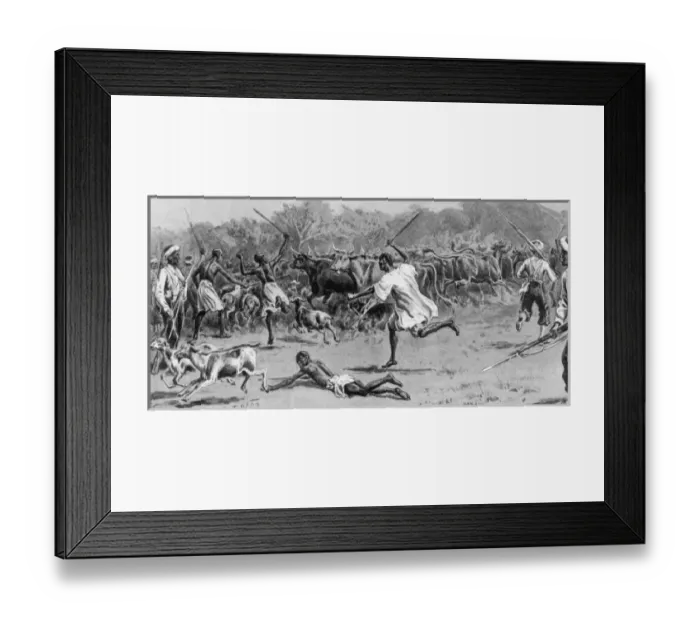 Framed Print : Driving cattle captured from the enemy, Sierra Leone Framed Print : Driving cattle captured from the enemy, Sierra Leone