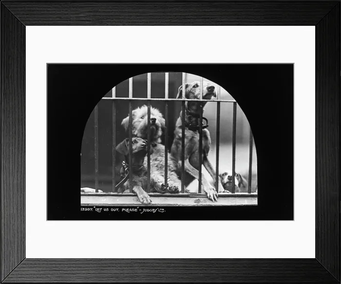 Framed Print : Let Us Out, Please Framed Print : Let Us Out, Please