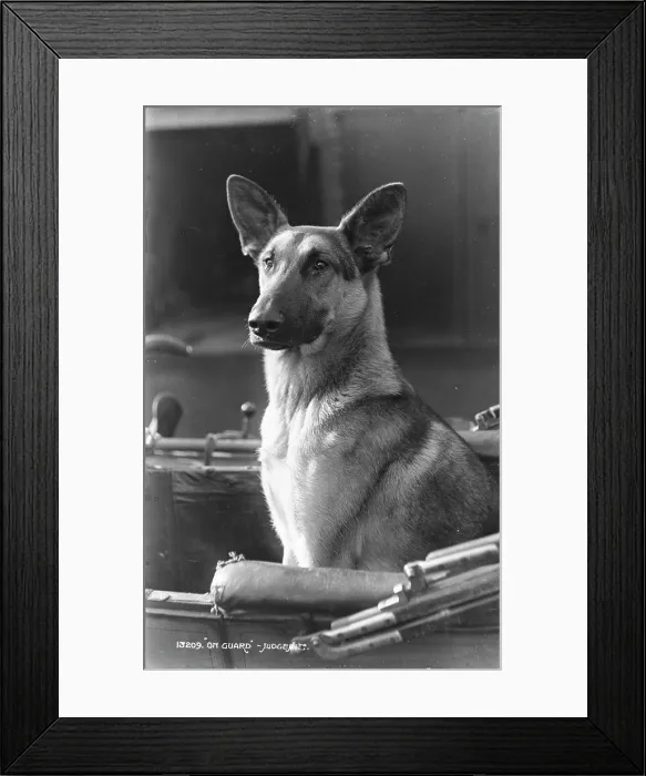 Framed Print : On Guard. This black and white photograph features a German Shepherd dog sitting proudly Framed Print : On Guard. This black and white photograph features a German Shepherd dog sitting proudly
