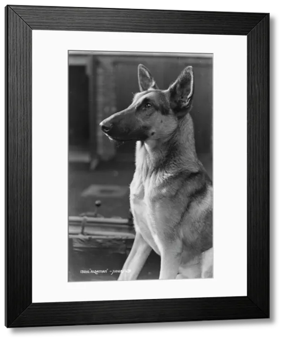 Framed Print : Portrait of an Alsatian Dog Framed Print : Portrait of an Alsatian Dog