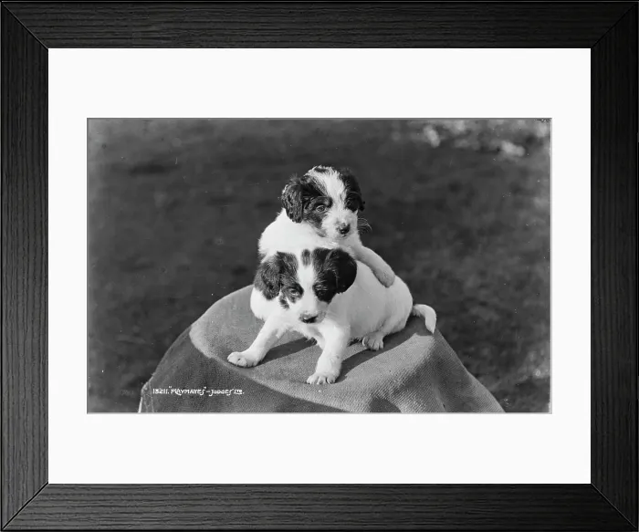 Framed Print : Playful Puppies Framed Print : Playful Puppies
