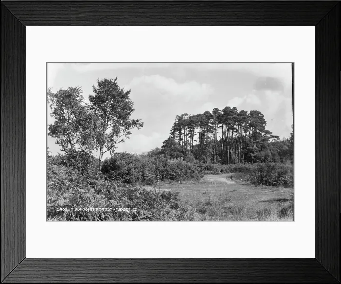 Framed Print : Tranquil Scene in Ashdown Forest Framed Print : Tranquil Scene in Ashdown Forest
