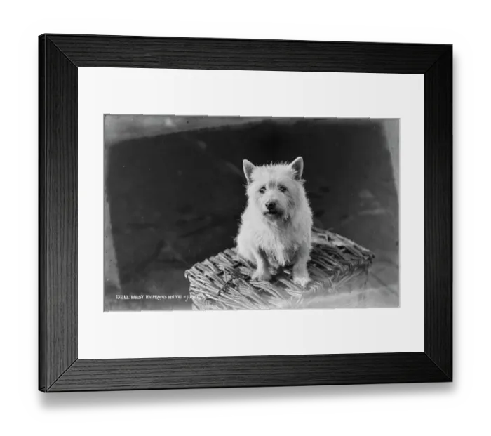 Framed Print : West Highland White Terrier Framed Print : West Highland White Terrier