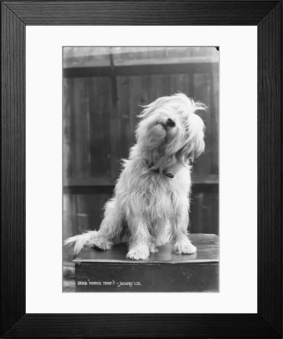 Framed Print : Curious Dog Framed Print : Curious Dog