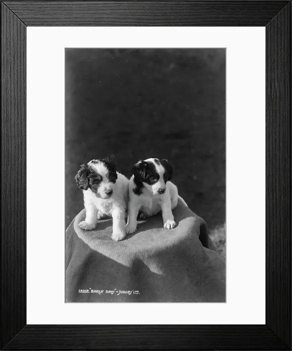 Framed Print : Two Adorable Puppies Framed Print : Two Adorable Puppies