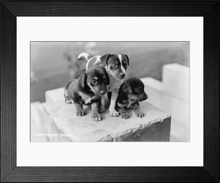 Framed Print : Three Playful Puppies Framed Print : Three Playful Puppies