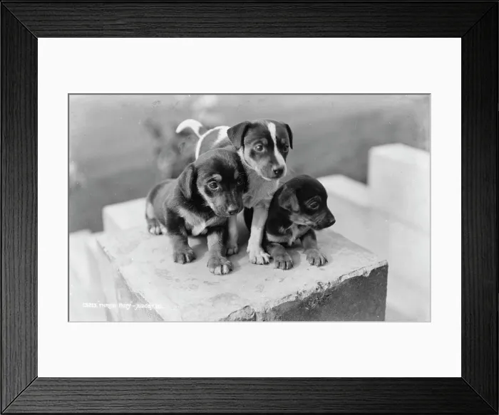Framed Print : Three Playful Puppies Framed Print : Three Playful Puppies
