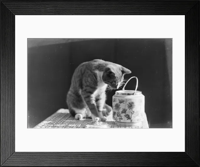 Framed Print : Curiosity. This black and white image features a curious cat leaning over a decorative jar Framed Print : Curiosity. This black and white image features a curious cat leaning over a decorative jar