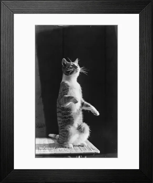 Framed Print : Whiskers the Cat Framed Print : Whiskers the Cat