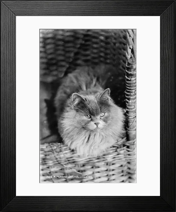Framed Print : A Persian Cat