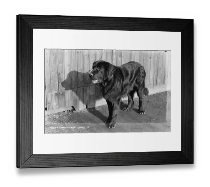 Framed Print : A Newfoundland Dog Framed Print : A Newfoundland Dog