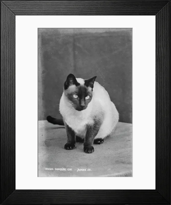 Framed Print : Siamese Cat Framed Print : Siamese Cat