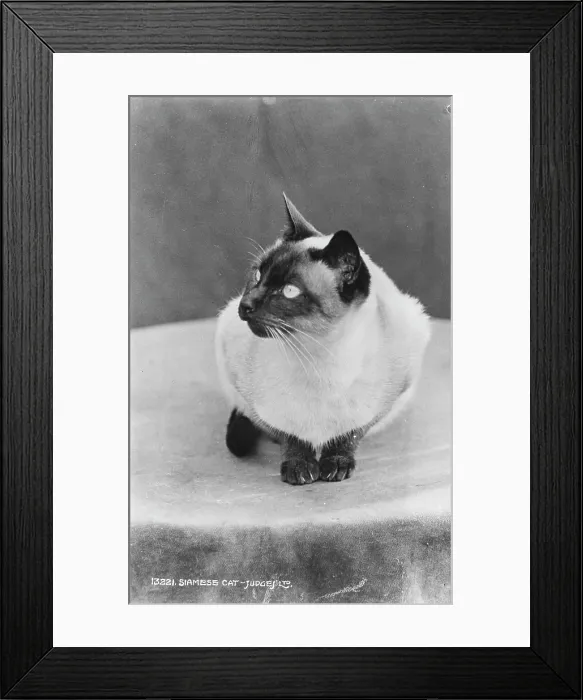 Framed Print : Siamese Cat Framed Print : Siamese Cat