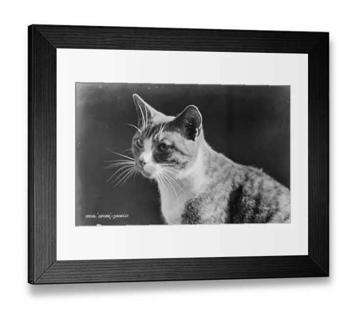 Framed Print : Portrait of a Ginger Cat Framed Print : Portrait of a Ginger Cat