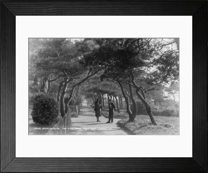 Framed Print : Stroll Along the Pine Walk Framed Print : Stroll Along the Pine Walk