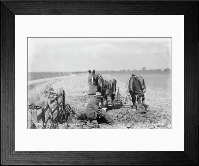 Framed Print : Lunch Time on Romney Marsh Framed Print : Lunch Time on Romney Marsh
