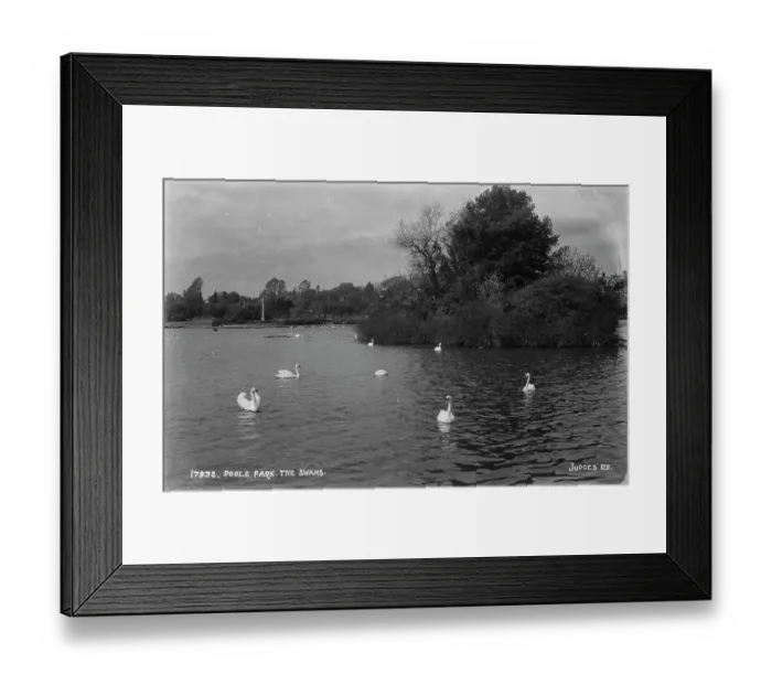 Framed Print : The Swans at Poole Park Framed Print : The Swans at Poole Park
