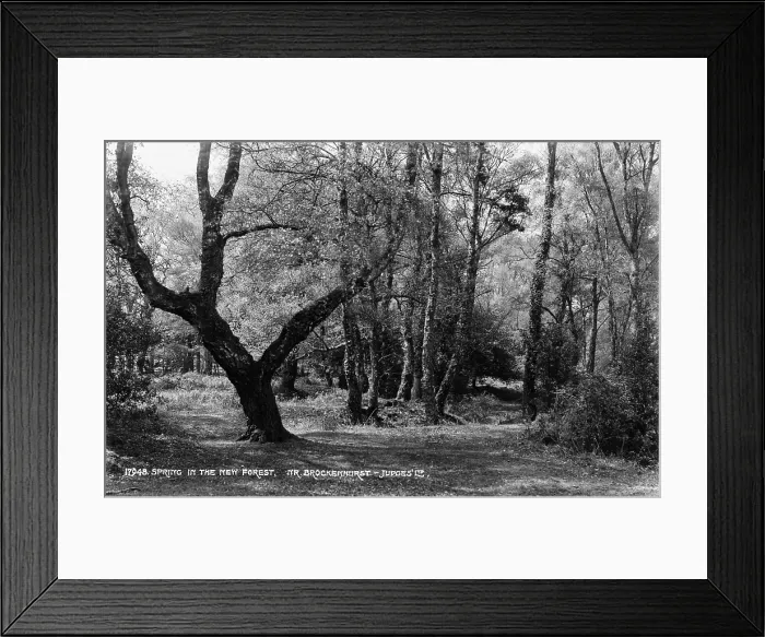 Framed Print : Spring in the New Forest Framed Print : Spring in the New Forest