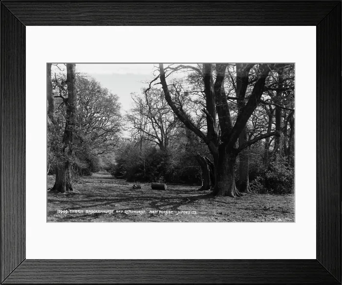 Framed Print : Tranquil Scene in the New Forest Framed Print : Tranquil Scene in the New Forest
