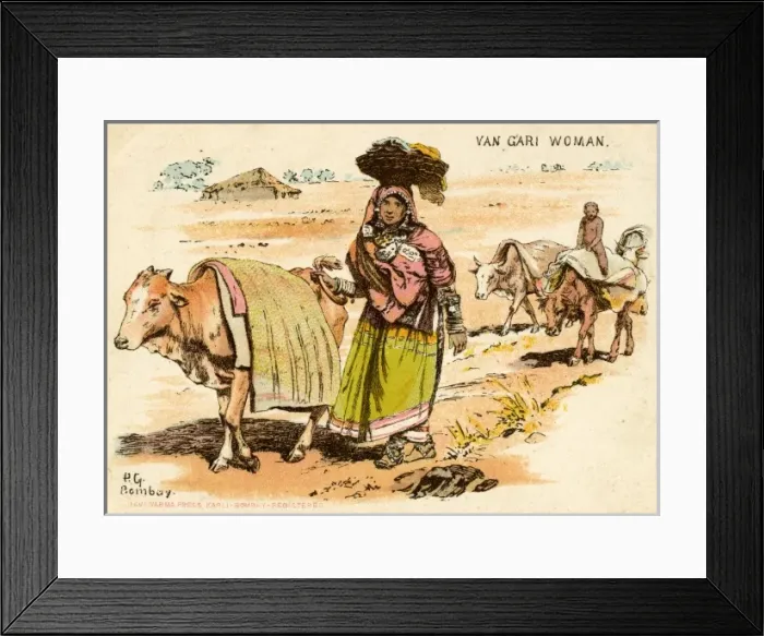 Framed Print : India - Van Gari Woman leading an Ox Framed Print : India - Van Gari Woman leading an Ox