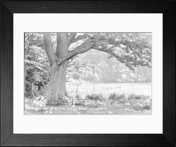 Framed Print : Cowdray Park, Bendow Pond Framed Print : Cowdray Park, Bendow Pond