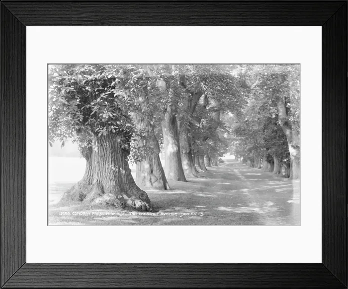 Framed Print : The Chestnut Avenue at Cowdray Park Framed Print : The Chestnut Avenue at Cowdray Park