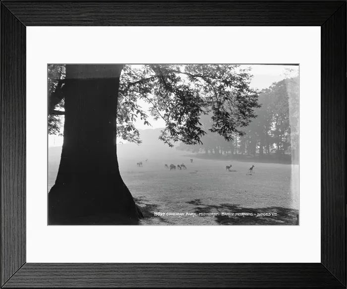 Framed Print : Early Morning at Cowdray Park