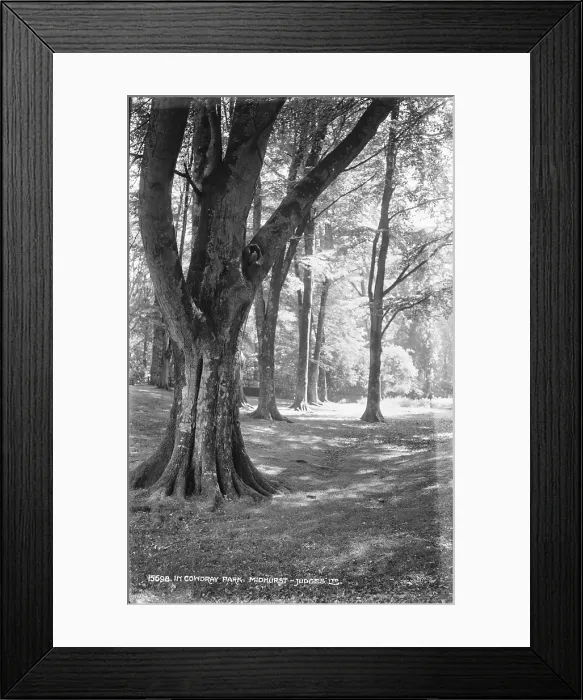 Framed Print : Tranquil Scene in Cowdray Park Framed Print : Tranquil Scene in Cowdray Park