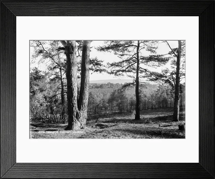 Framed Print : Midhurst Common Landscape Framed Print : Midhurst Common Landscape