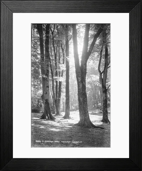 Framed Print : Sunlit Trees in Cowdray Park Framed Print : Sunlit Trees in Cowdray Park