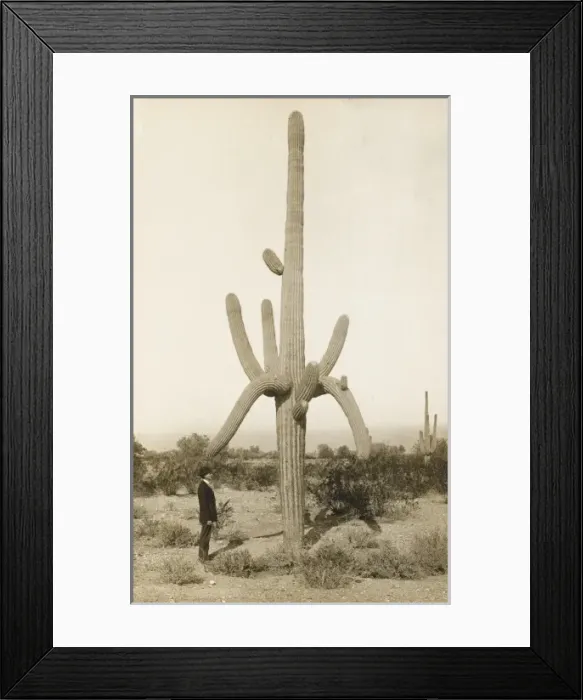 Framed Print : A Fine Cactus Framed Print : A Fine Cactus