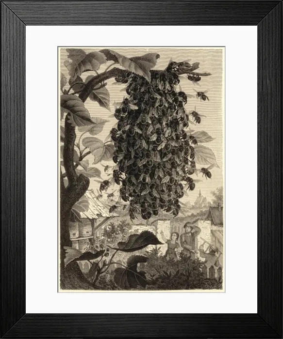 Framed Print : Bees swarming in a walled garden Framed Print : Bees swarming in a walled garden