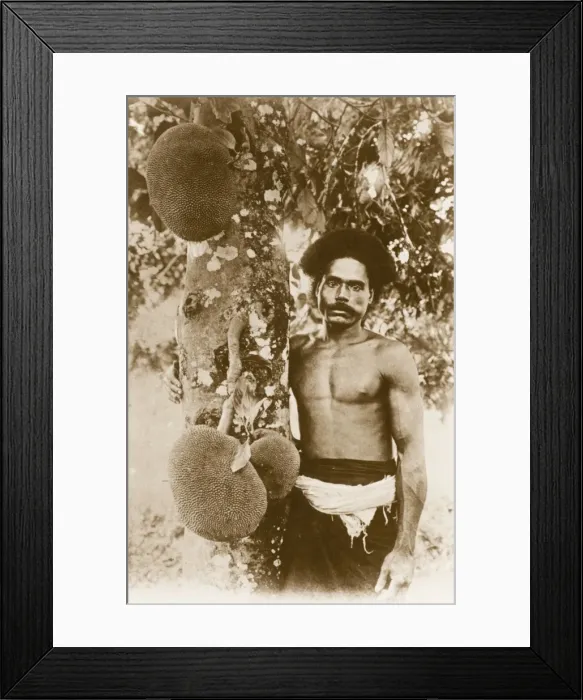 Framed Print : Fijian Man and Jackfruit Tree Framed Print : Fijian Man and Jackfruit Tree