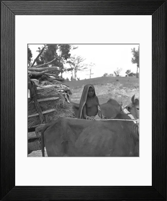 Framed Print : Ox cart and driver, Madhya Pradesh, India Framed Print : Ox cart and driver, Madhya Pradesh, India