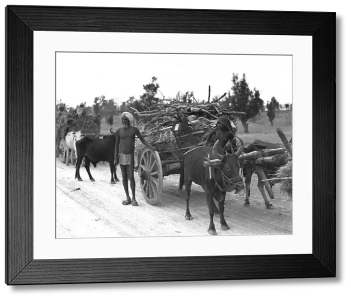 Framed Print : Transporting wood - India Framed Print : Transporting wood - India