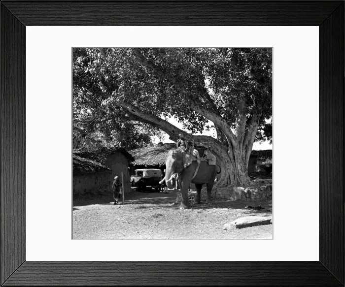Framed Print : Scene with an elephant, Madhya Pradesh, India Framed Print : Scene with an elephant, Madhya Pradesh, India