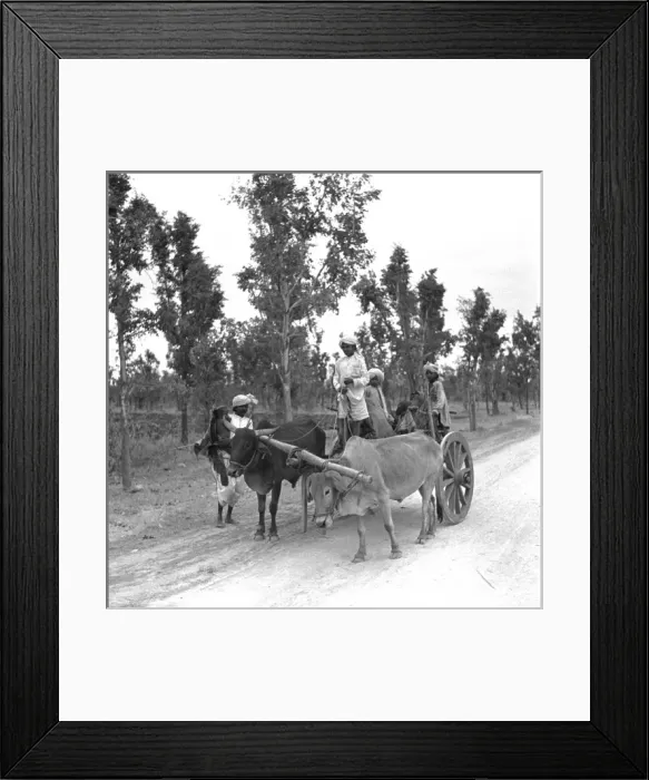 Framed Print : Cart and oxen in Madhya Pradesh, India Framed Print : Cart and oxen in Madhya Pradesh, India