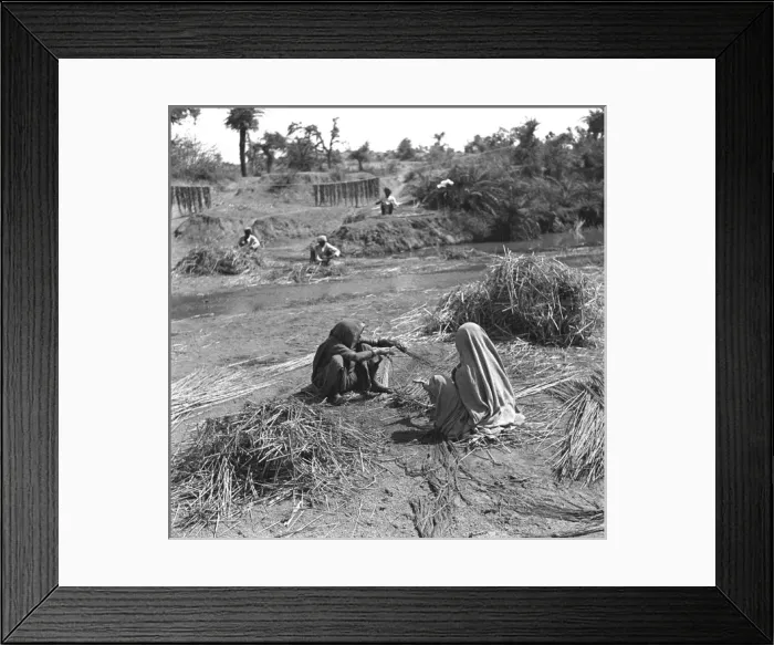 Framed Print : Men and women collect and tie reed bundles Framed Print : Men and women collect and tie reed bundles