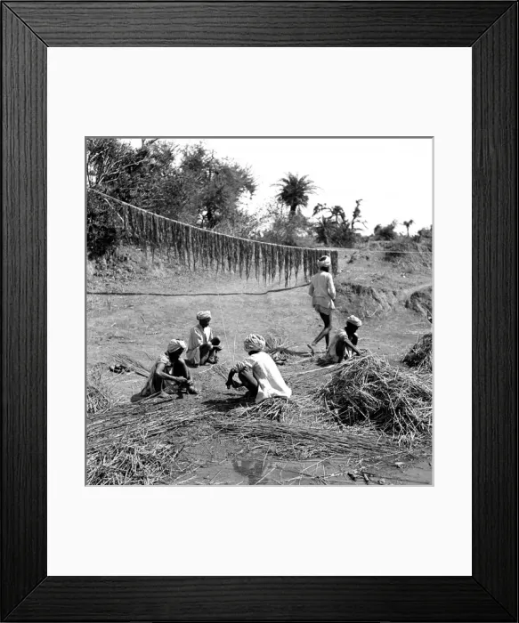 Framed Print : Processing reeds and plants Framed Print : Processing reeds and plants
