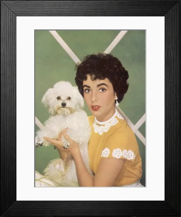 Framed Print : Elizabeth Taylor Framed Print : Elizabeth Taylor